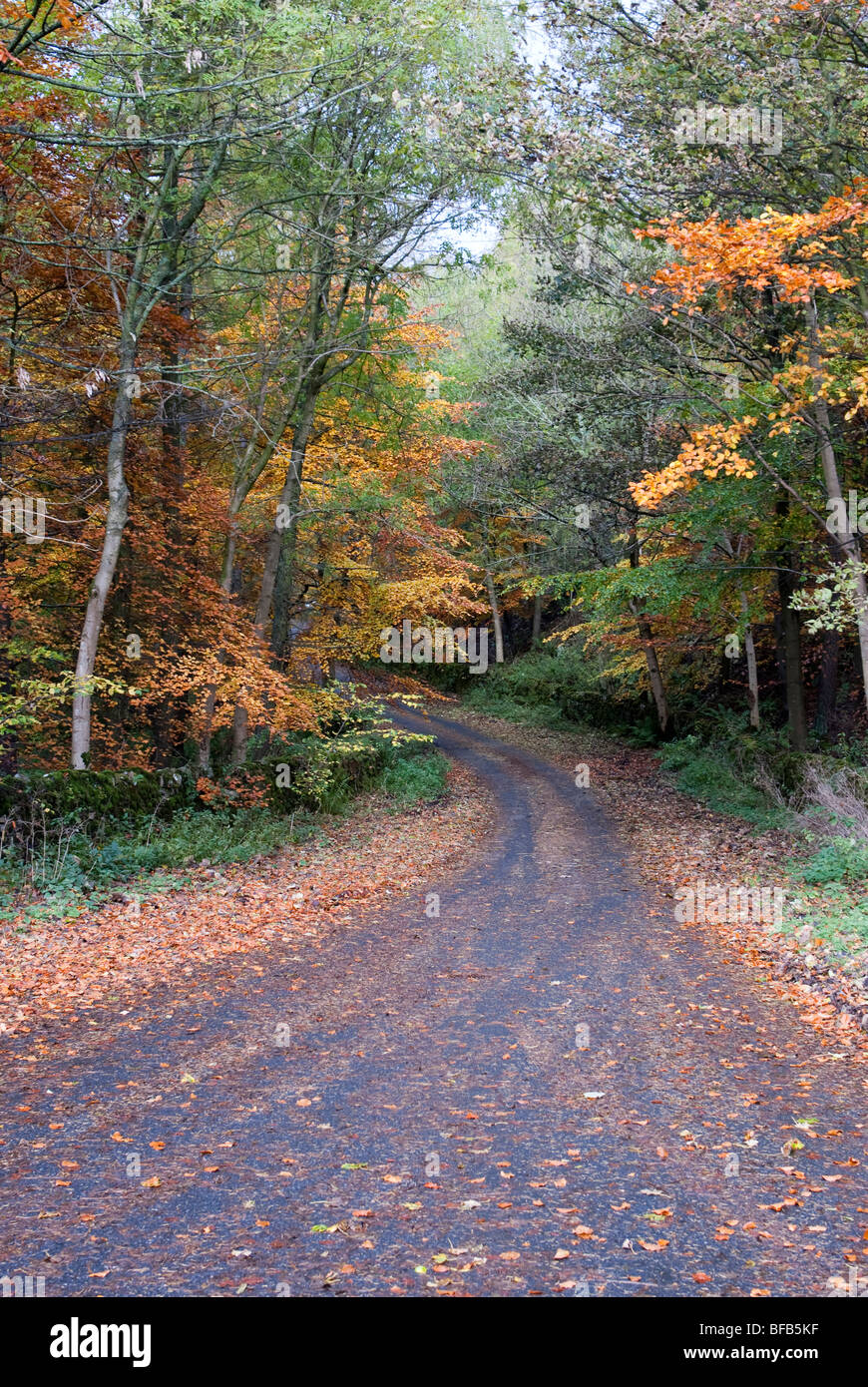 L'automne dans la région de Teesdale Banque D'Images