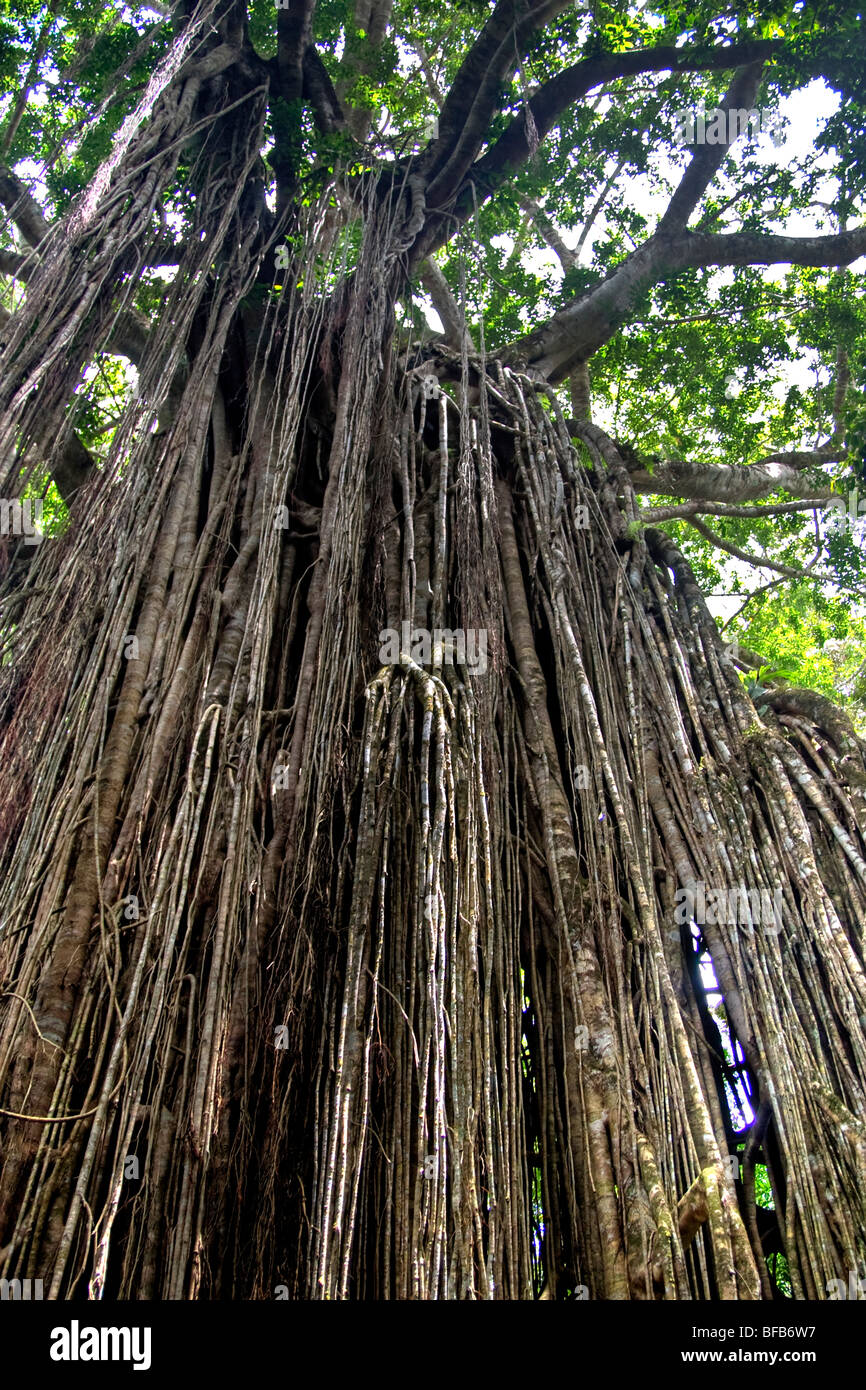 Strangler fig sur un arbre, Queensland, Australie Banque D'Images