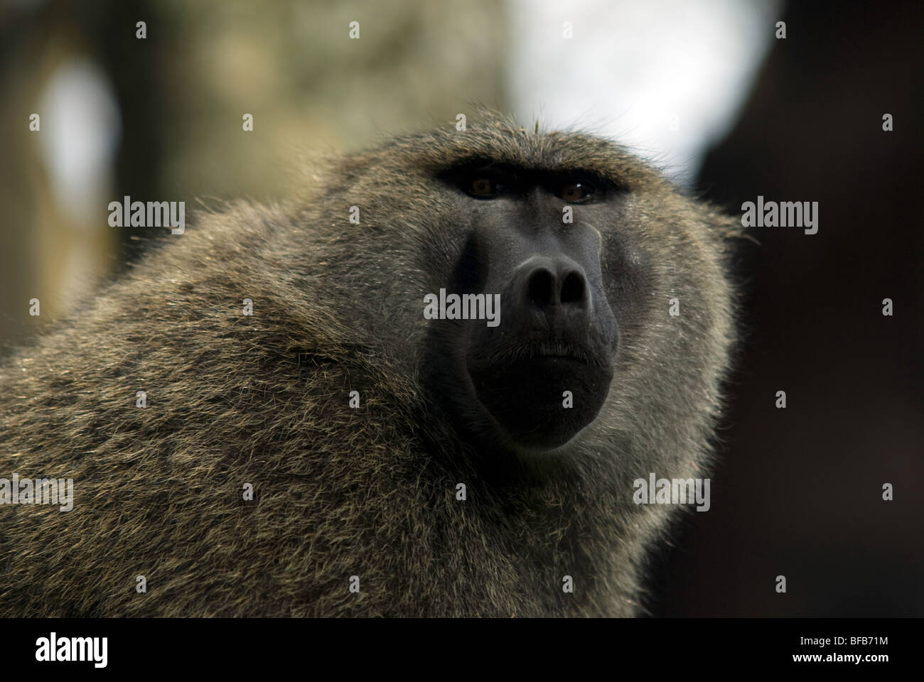 Baboon portrait looking at camera Banque D'Images