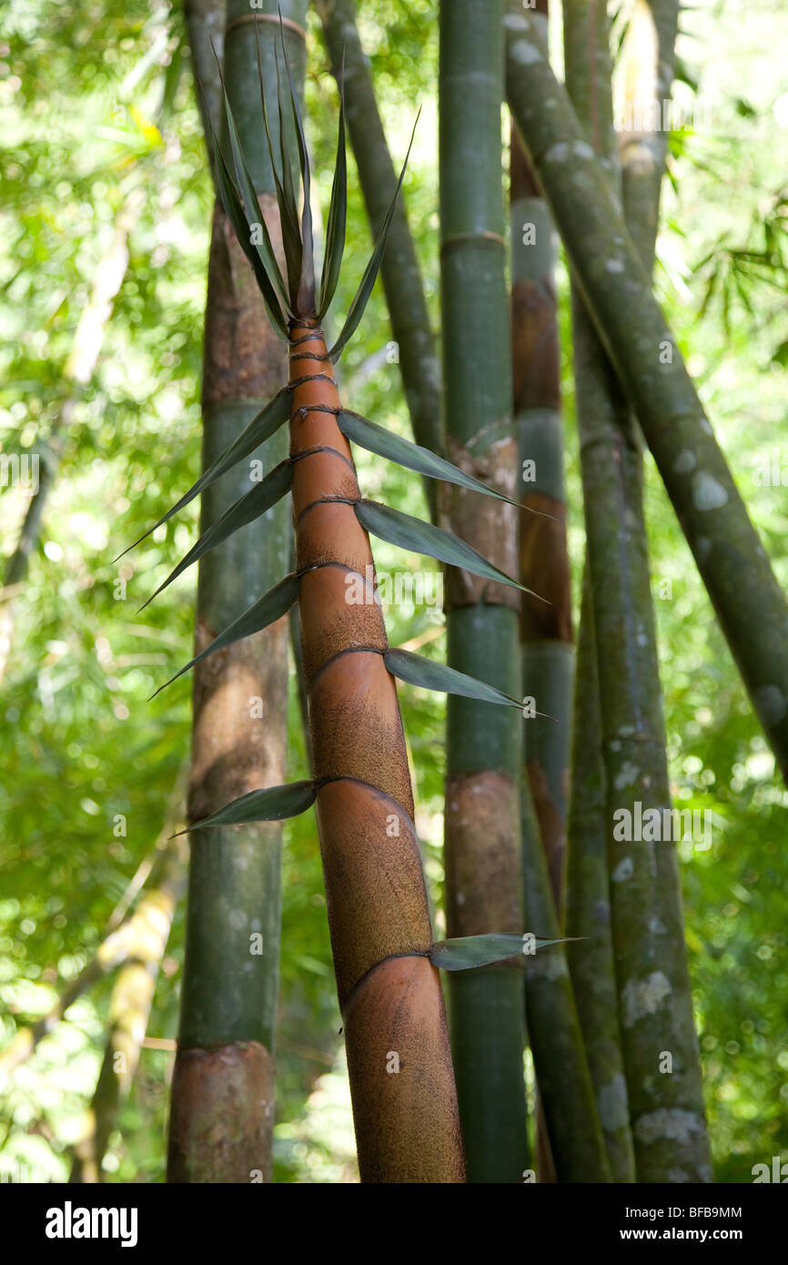 Les jeunes pousses d'un bambou géant Banque D'Images