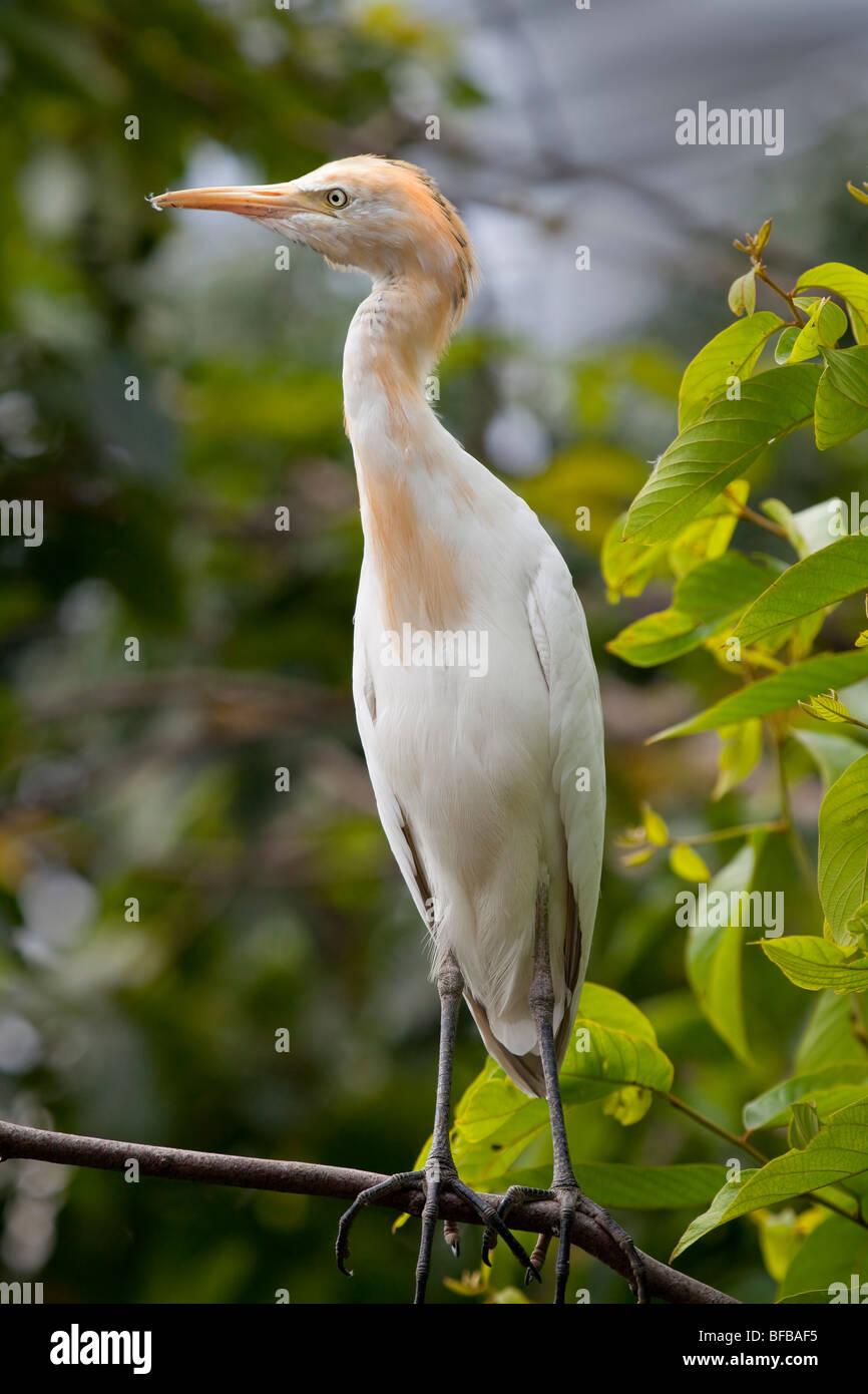 Héron garde-boeuf, Bubulcus ibis, vue latérale de la tête Banque D'Images