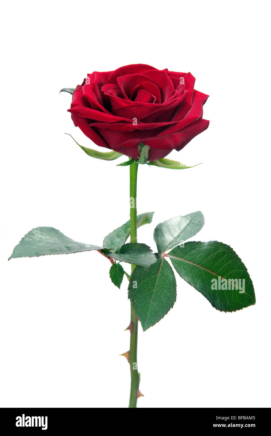 Rose rouge isolé sur fond blanc Banque D'Images