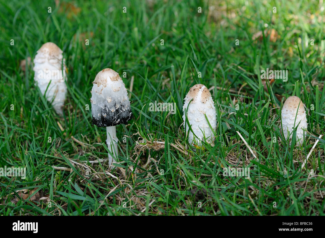 Les champignons, Shaggy, cap d'encre Coprinus comatus, perruque avocats, Norfolk, UK, octobre Banque D'Images