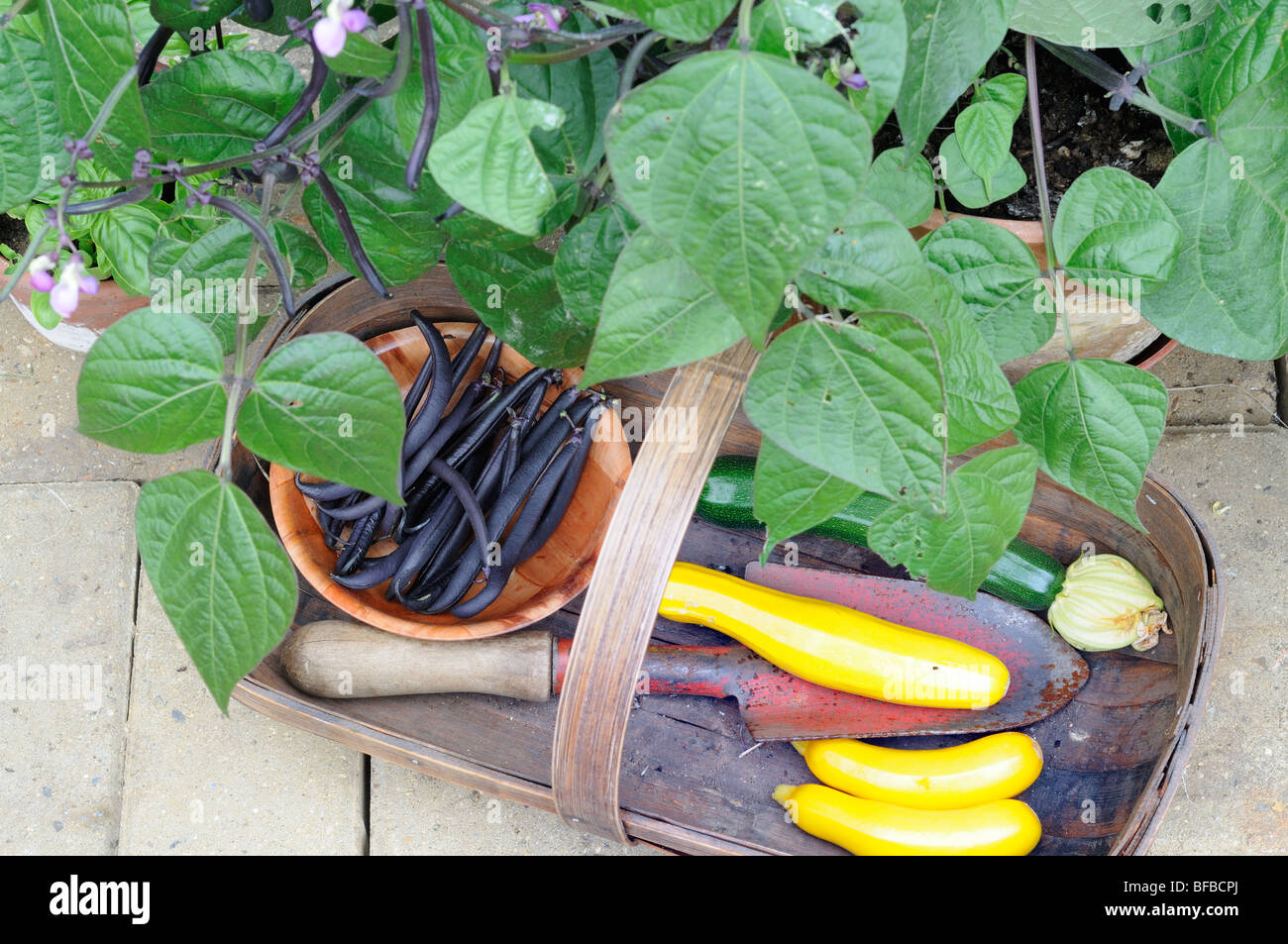 Patio de légumes, haricots nains 'purple teepee' et les courgettes dans des  trug, Royaume-Uni, juin Photo Stock - Alamy