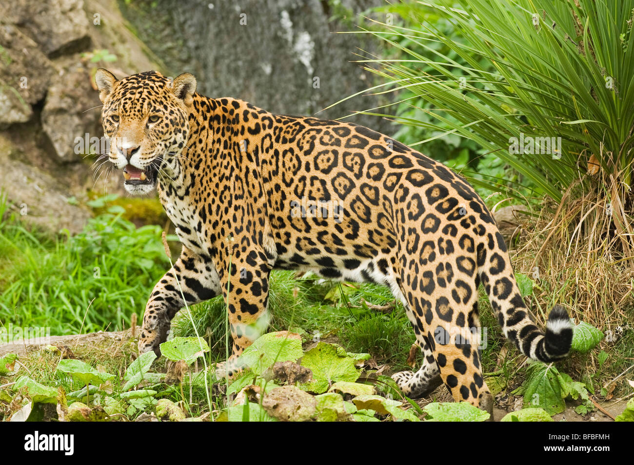 Jaguar (Panthera onca) Amérique Centrale et du Sud. En captivité, le Zoo de Chester, Royaume-Uni Banque D'Images