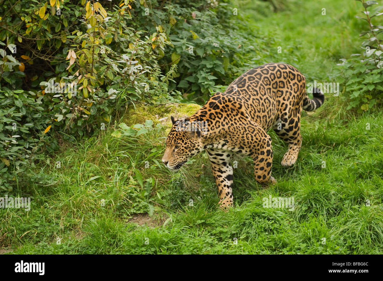 Jaguar (Panthera onca) Amérique Centrale et du Sud. En captivité, le Zoo de Chester, Royaume-Uni Banque D'Images