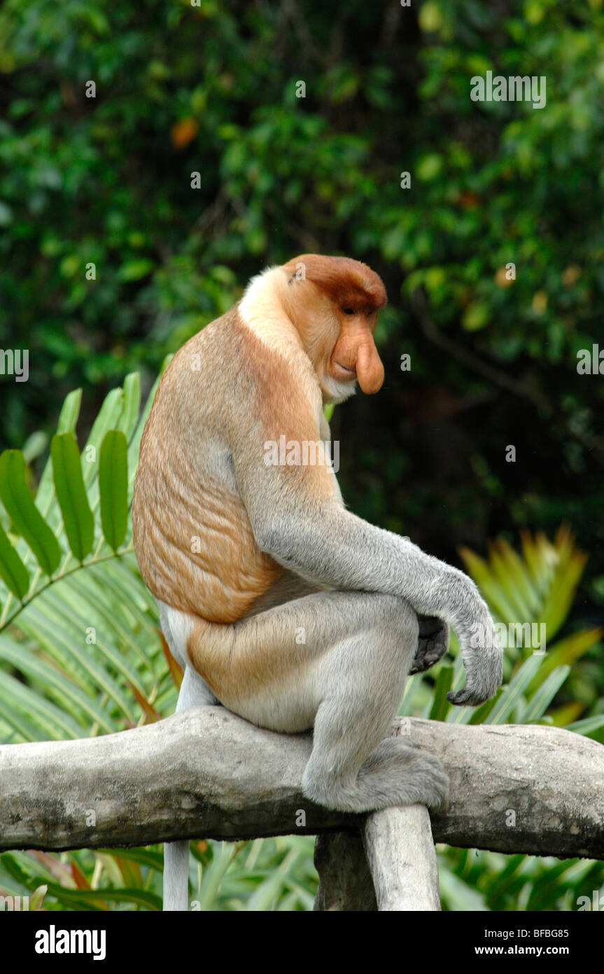 Proboscis Monkey (Nasalis larvatus) mâle dominant assis sur une branche, Labuk Bay Sanctuary, Sabah, Malaisie, Bornéo Banque D'Images