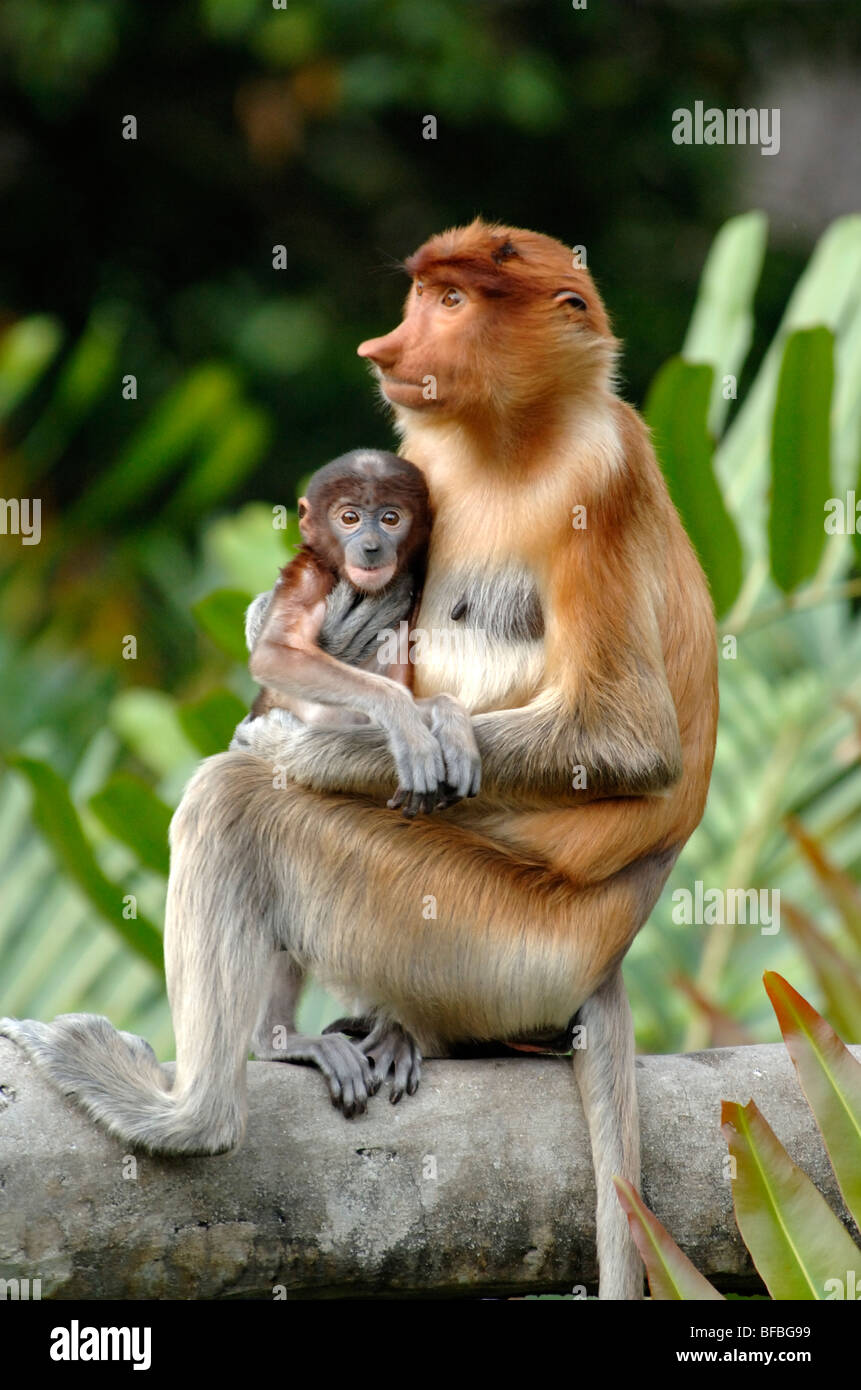 Proboscis Monkey (Nasalis larvatus) Femme ou Mère avec bébé bleu, Labuk Bay Sanctuary, Sabah, Malaisie, Bornéo Banque D'Images