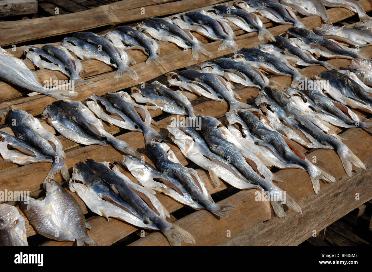 Le séchage du poisson sur des lattes de bois dans village de pêcheurs sur pilotis, Labuk Bay, Sabah, Malaisie, Bornéo Banque D'Images