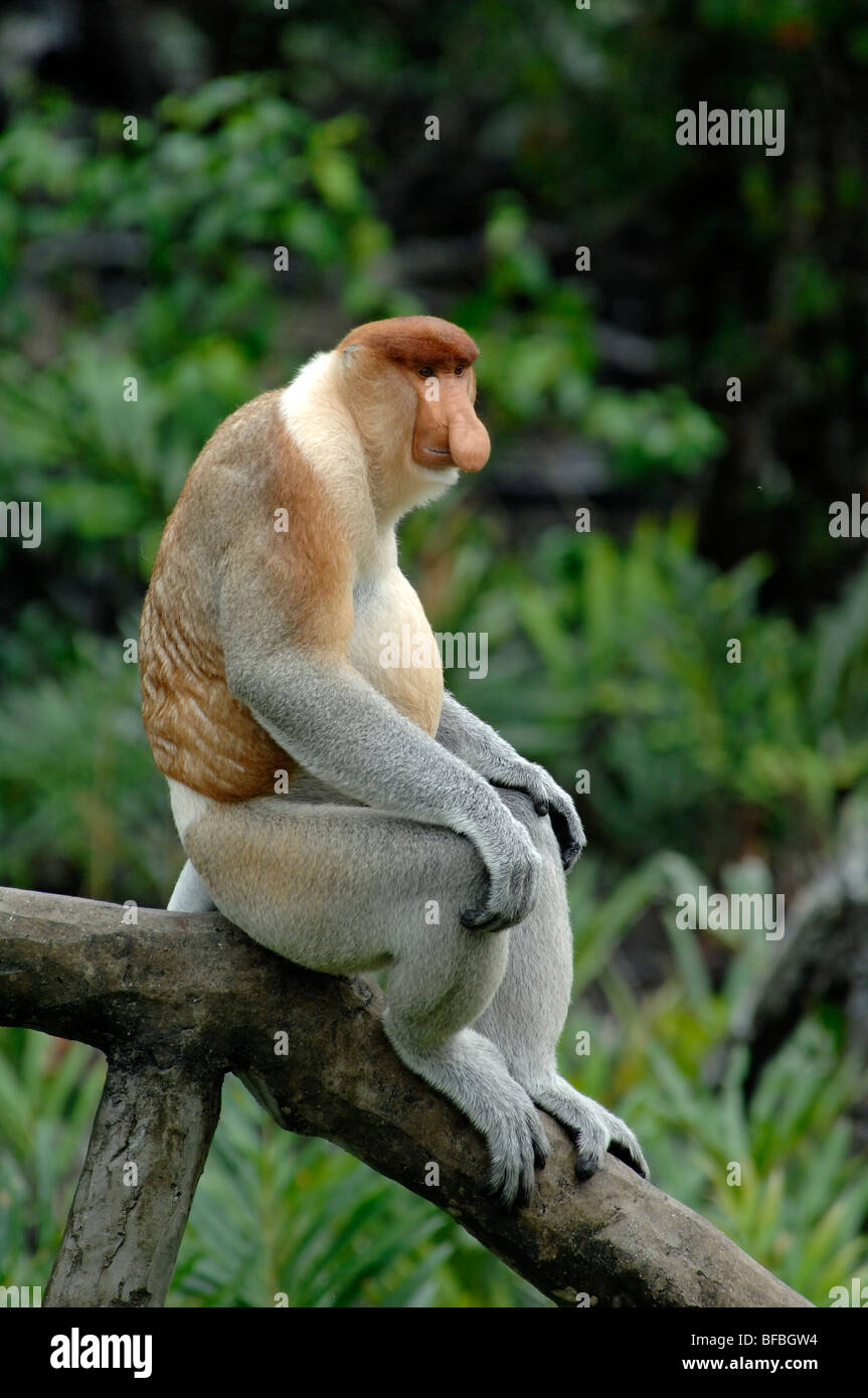 Proboscis Monkey (Nasalis larvatus) ou Long-Nosed Singe, homme dominant assis sur le tronc, Labuk Bay, Sabah, Malaisie, Bornéo Banque D'Images