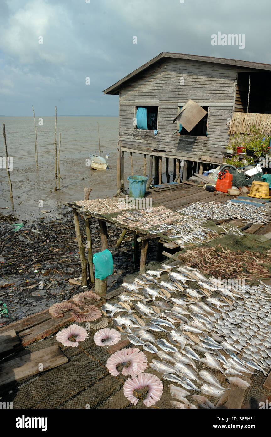Village sur pilotis de pêche et le séchage du poisson, Labuk Bay, Sabah, Malaisie, Bornéo Banque D'Images