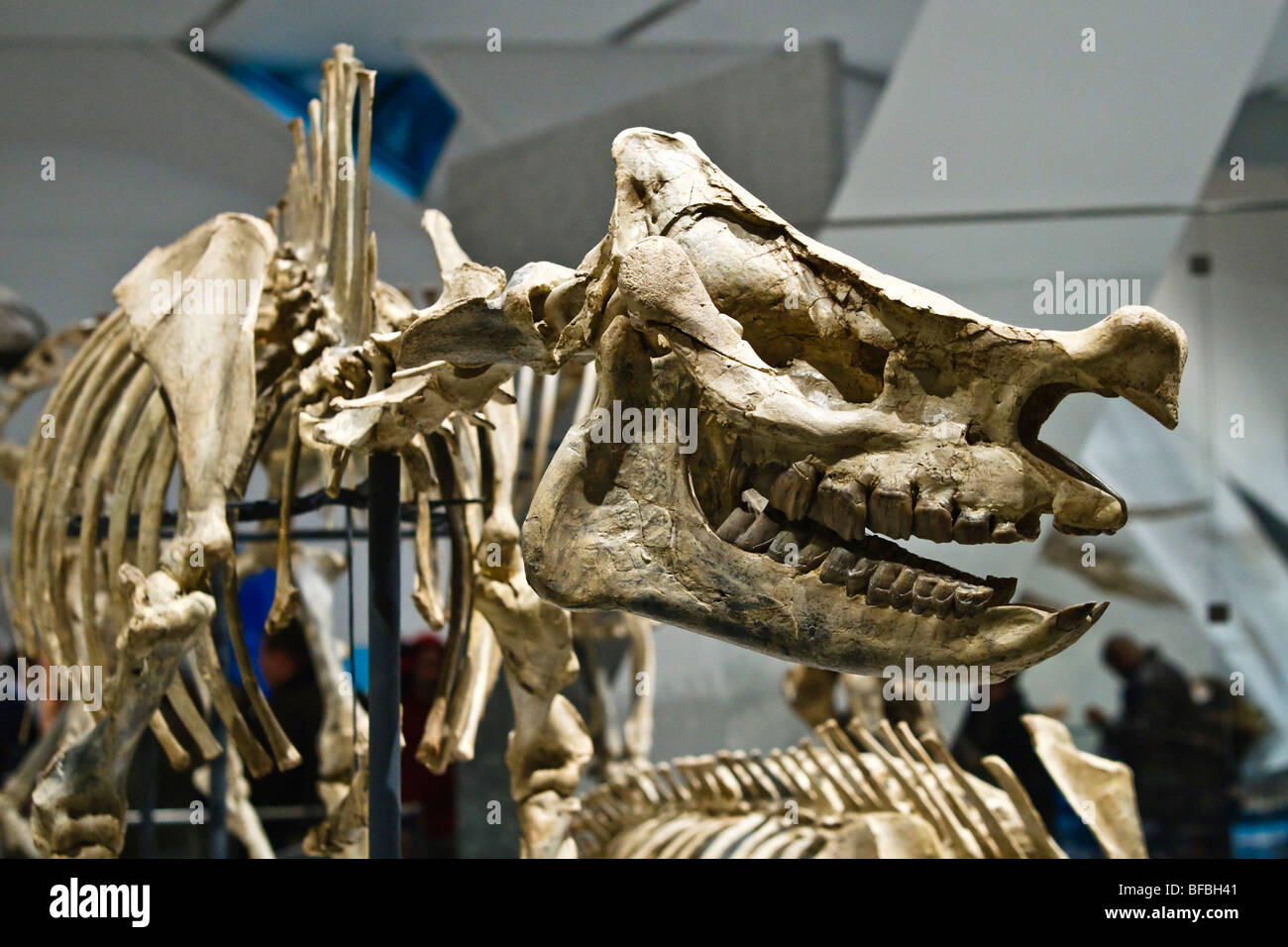 Tête disparue et rhino, squelette Nom scientifique : Menoceras arikarense, début du Miocène, 20 millions d'années Banque D'Images