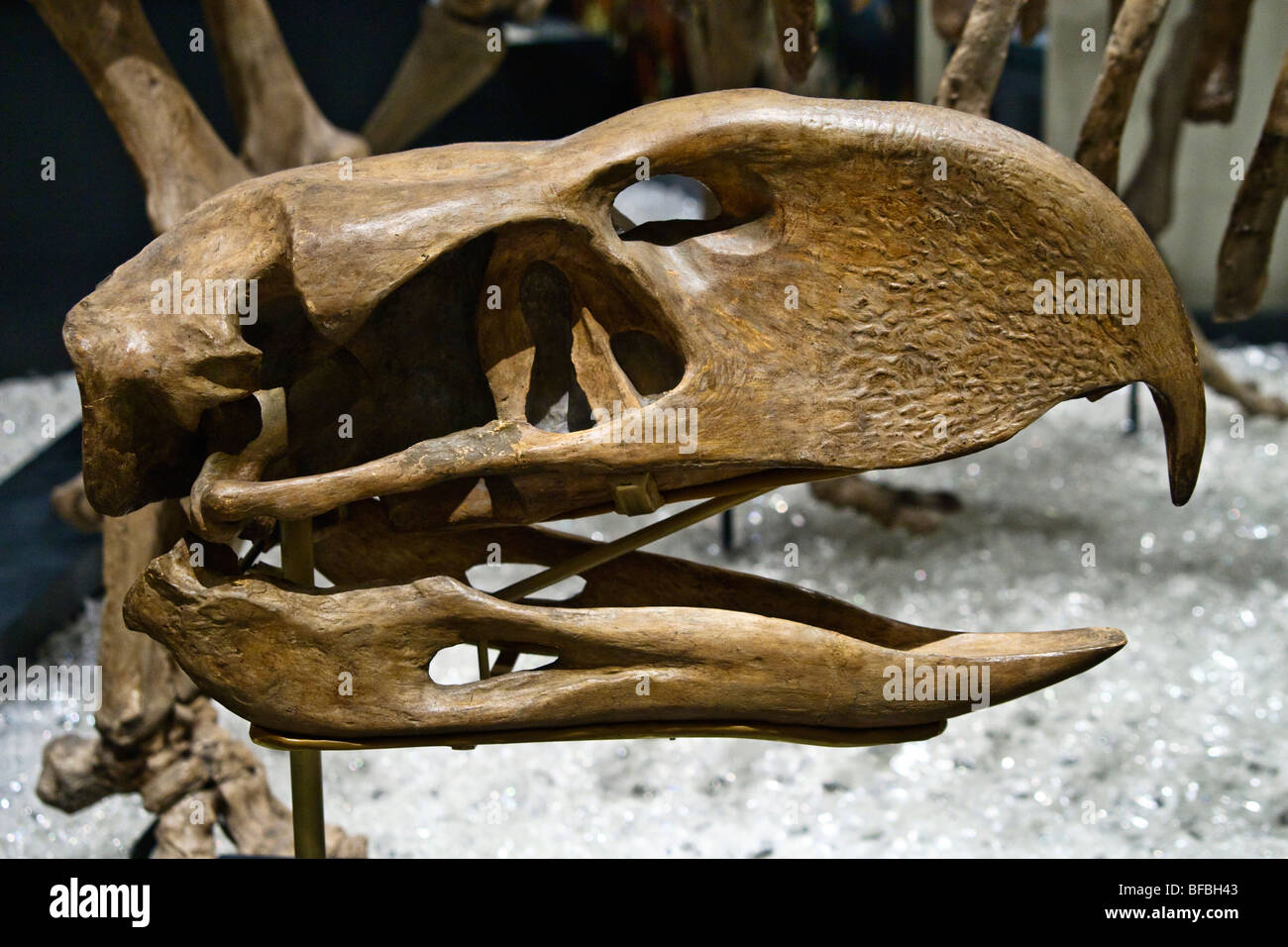 Tête crâne Phorusrhacos longissimus, P., voler des oiseaux carnivores prédateurs géants Banque D'Images