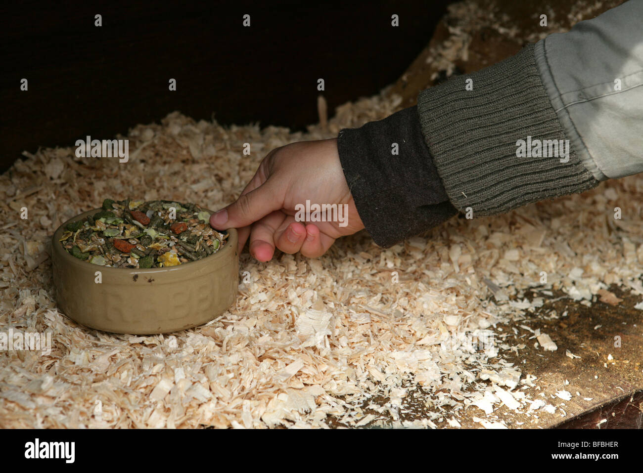 L'alimentation des femmes lapin dans le jardin de la huche Banque D'Images