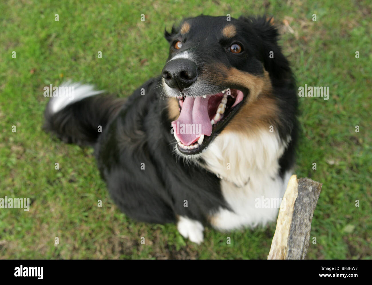 Cross Border Collie chien adulte seul mâle à traiter, parc de Gosport, Royaume-Uni Banque D'Images