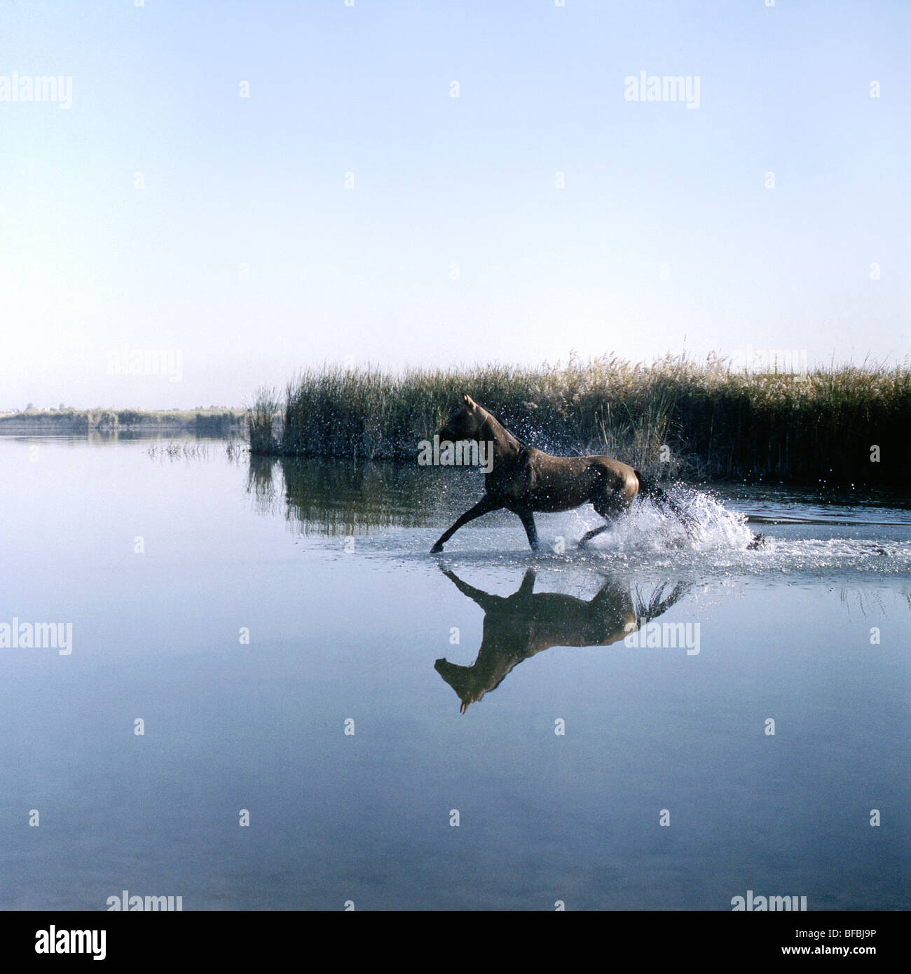 Cheval akhal téké trottant dans de l'eau Banque D'Images