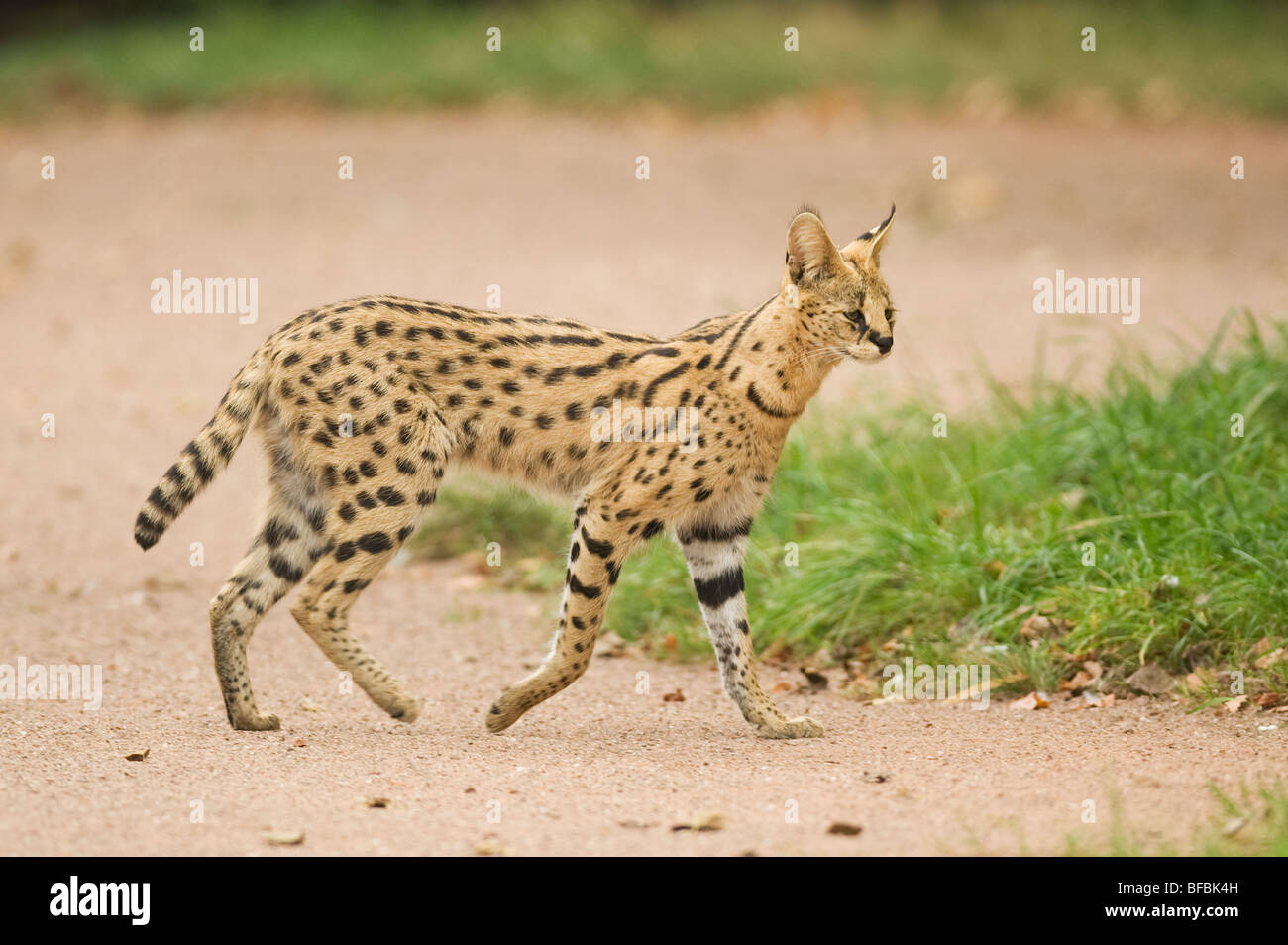 Serval (Leptailurus serval) Banque D'Images