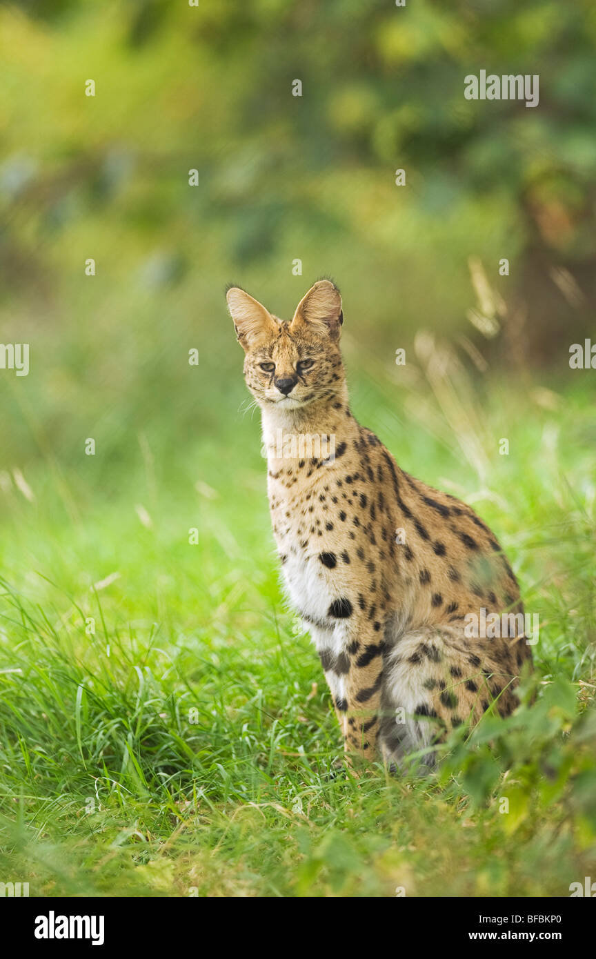 Serval (Leptailurus serval) Banque D'Images