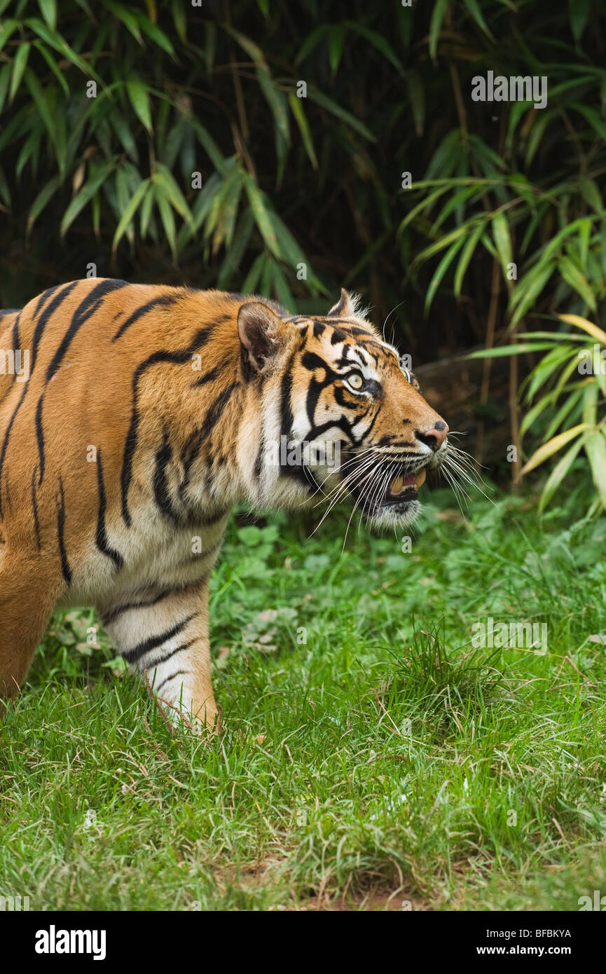 Tigre de Sumatra (Panthera tigris sumatrae) Banque D'Images