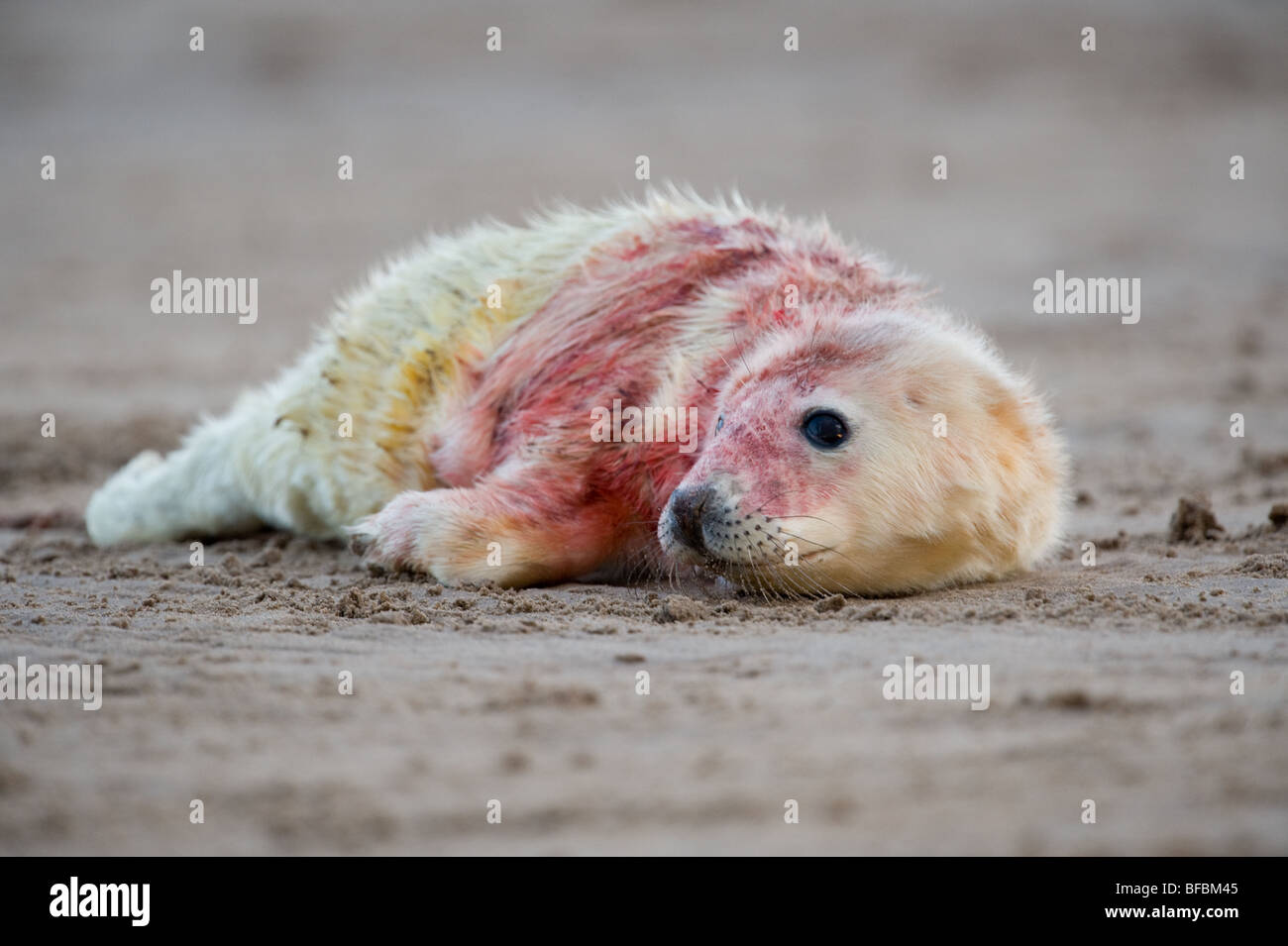 Naissance d'un Phoque gris Halichoerus grypus couvert de sang de la naissance Banque D'Images