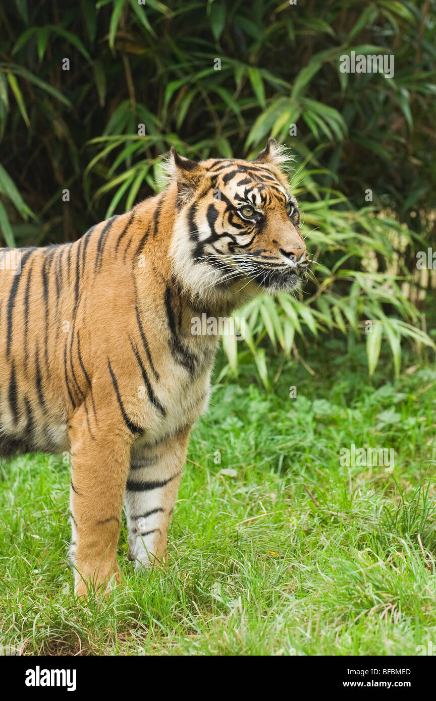 Tigre de Sumatra (Panthera tigris sumatrae) Banque D'Images