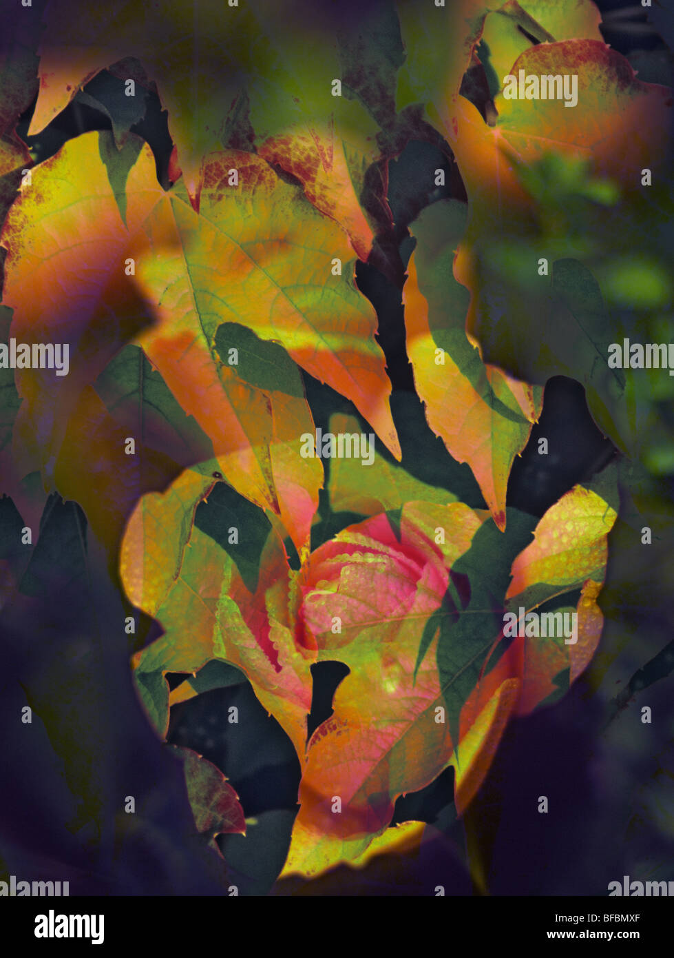 Roses et les feuilles d'art photographique numérique montage dans la collection d'indigomoods composites créative Banque D'Images