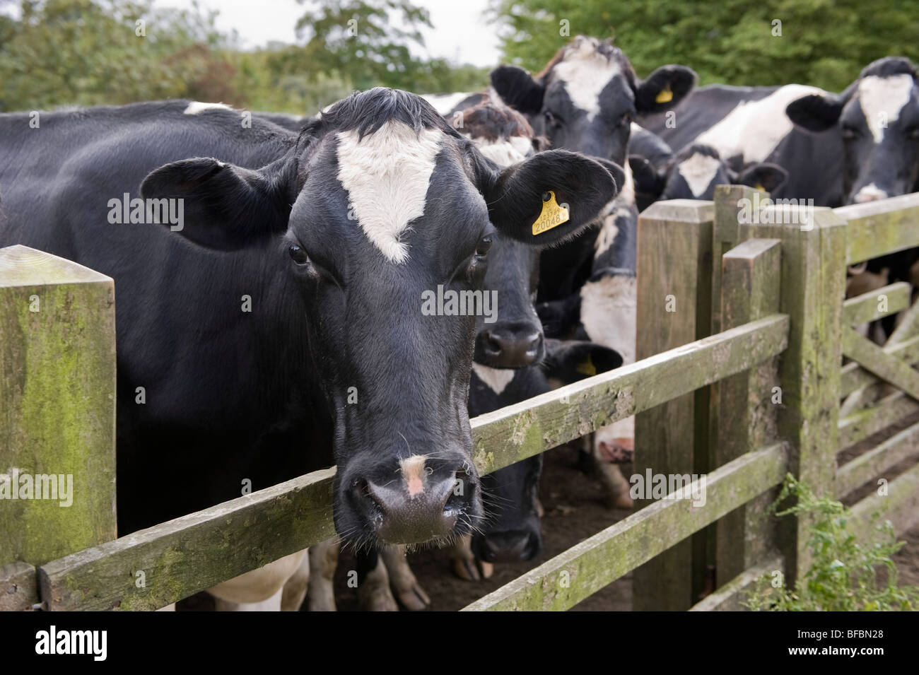 Plus de vaches à la recherche d'une porte en bois. Banque D'Images