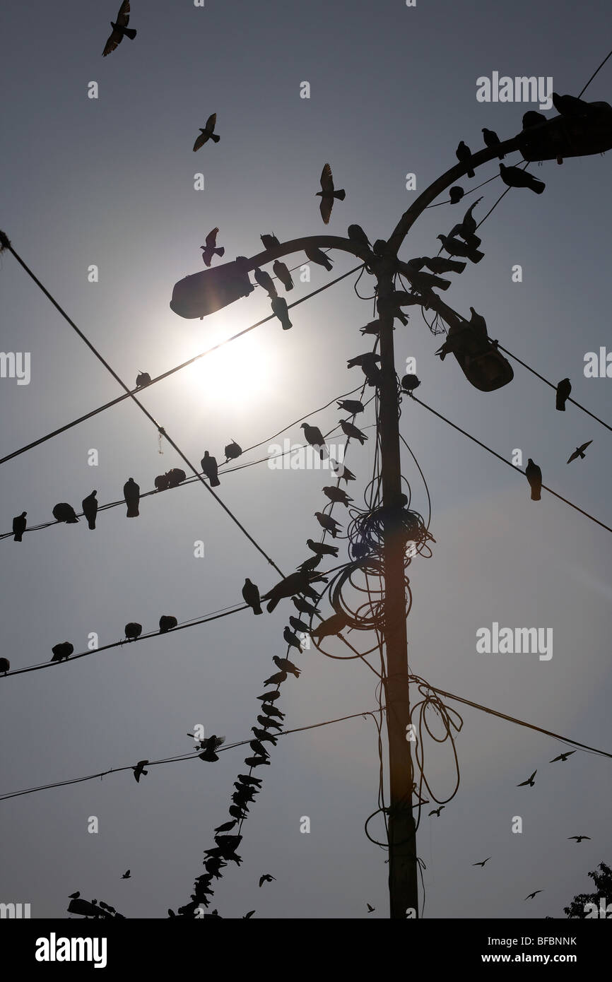 Les oiseaux sur les câbles téléphoniques Banque D'Images