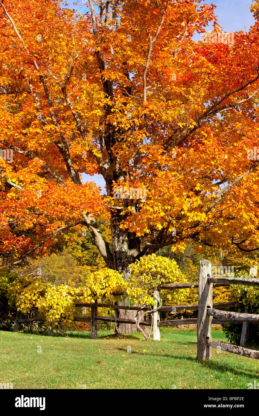 Arbre d'érable à l'automne près de Woodstock, Vermont USA Banque D'Images