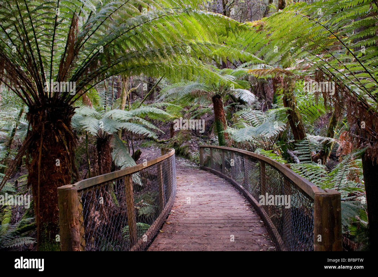 Une passerelle entre la forêt de fougères, sur la montagne de Dicksonia antarctica Domaine National Park, New Caledonia Banque D'Images