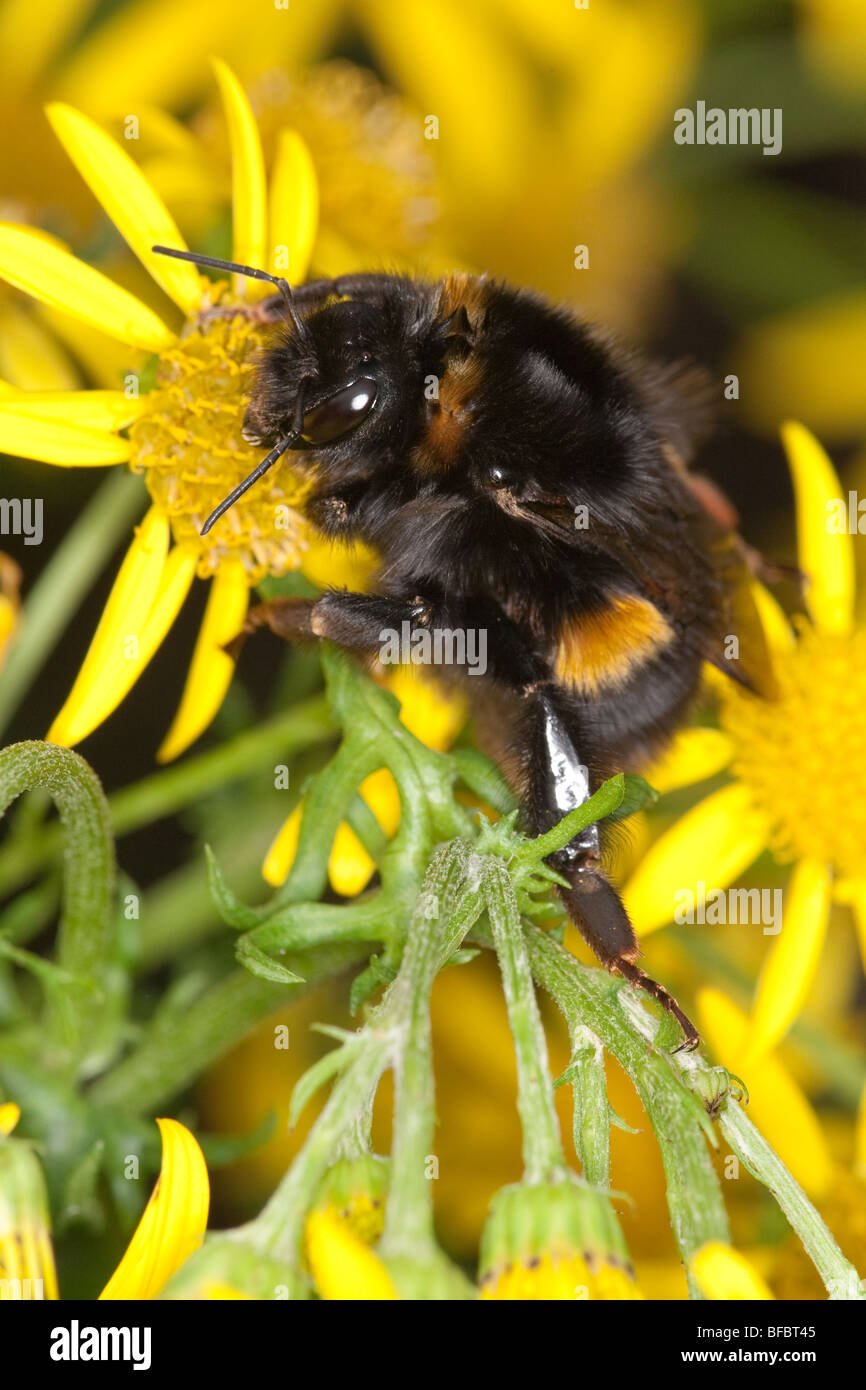 Buff-tailed Bumblebee, Bombus terrestris, nouveaux reine Banque D'Images