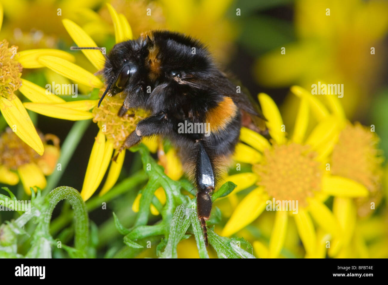 Buff-tailed Bumblebee, Bombus terrestris, nouveaux reine Banque D'Images