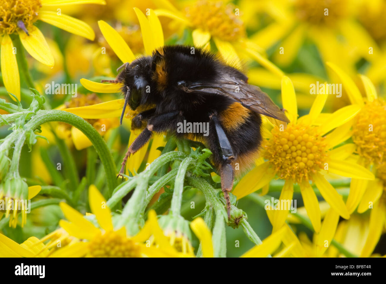 Buff-tailed Bumblebee, Bombus terrestris, nouveaux reine Banque D'Images