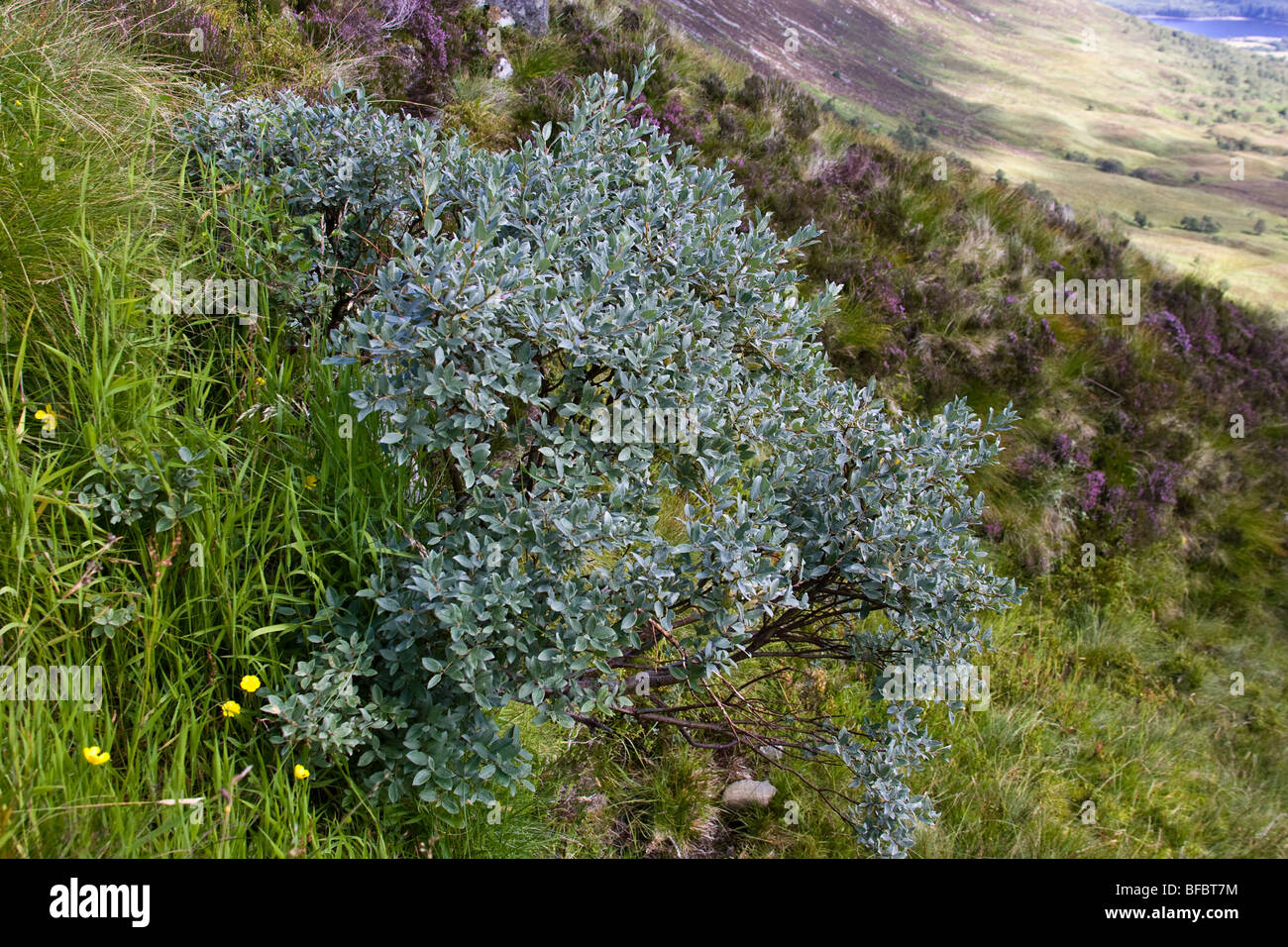 Le saule, Salix lapponum dans l'habitat de montagne Banque D'Images