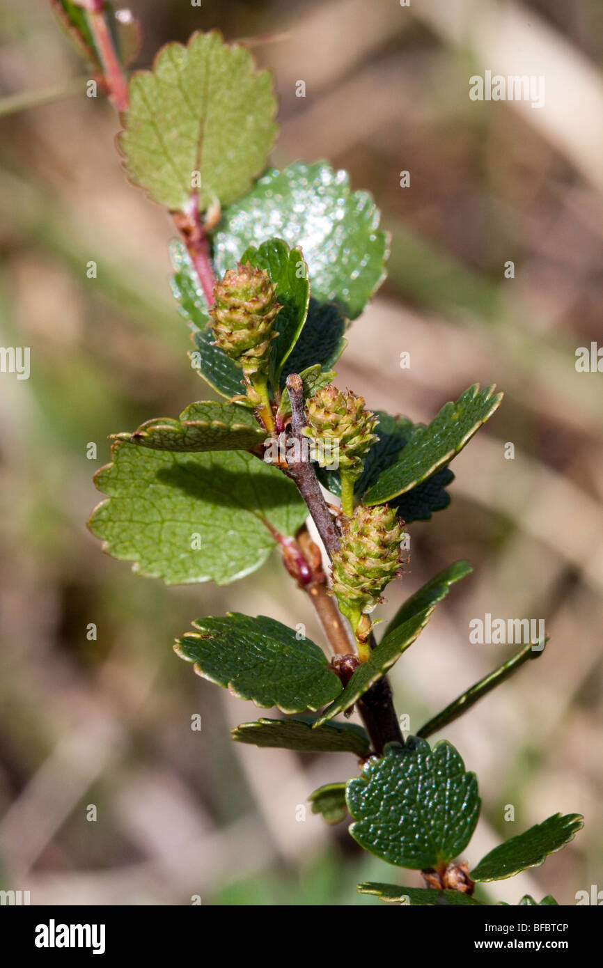 Le bouleau glanduleux (Betula nana, cônes femelles Banque D'Images