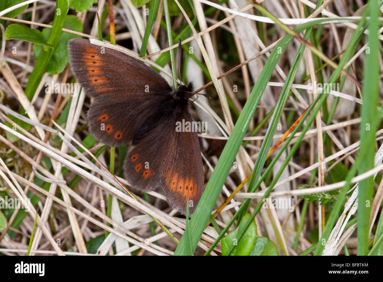 Un papillon : la montagne, Erebia epiphron Banque D'Images