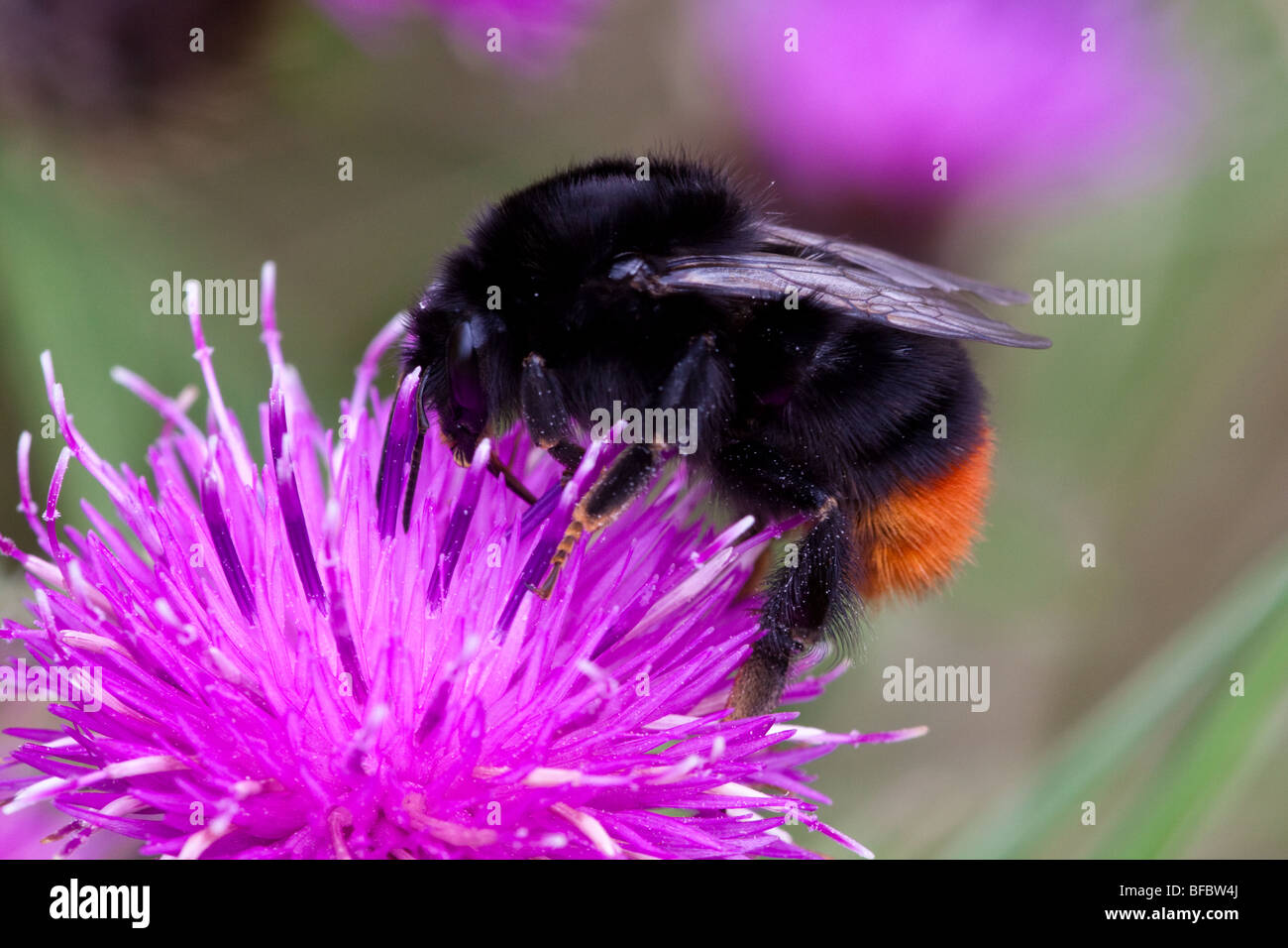 La reine bourdon à queue rouge, Bombus lapidarius Banque D'Images