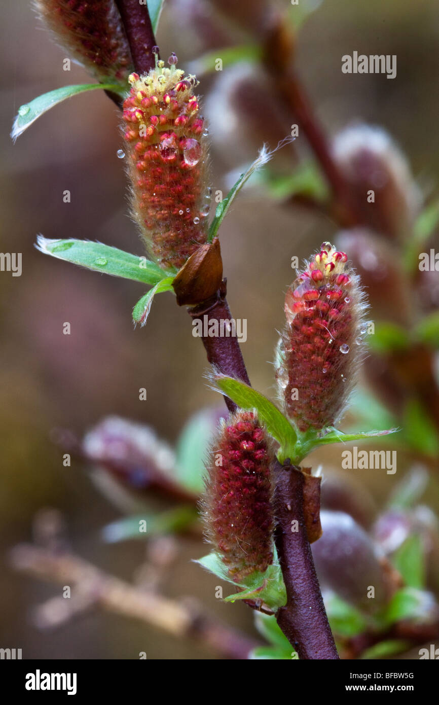 Willow, Salix montagne arbuscula, chatons mâles Banque D'Images