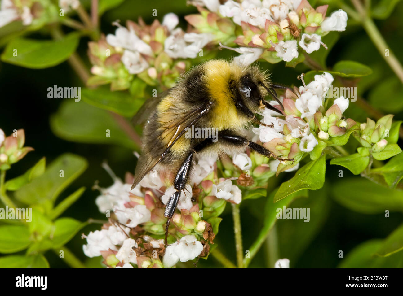 White-tailed Bumblebee, Bombus lucorum, homme Banque D'Images