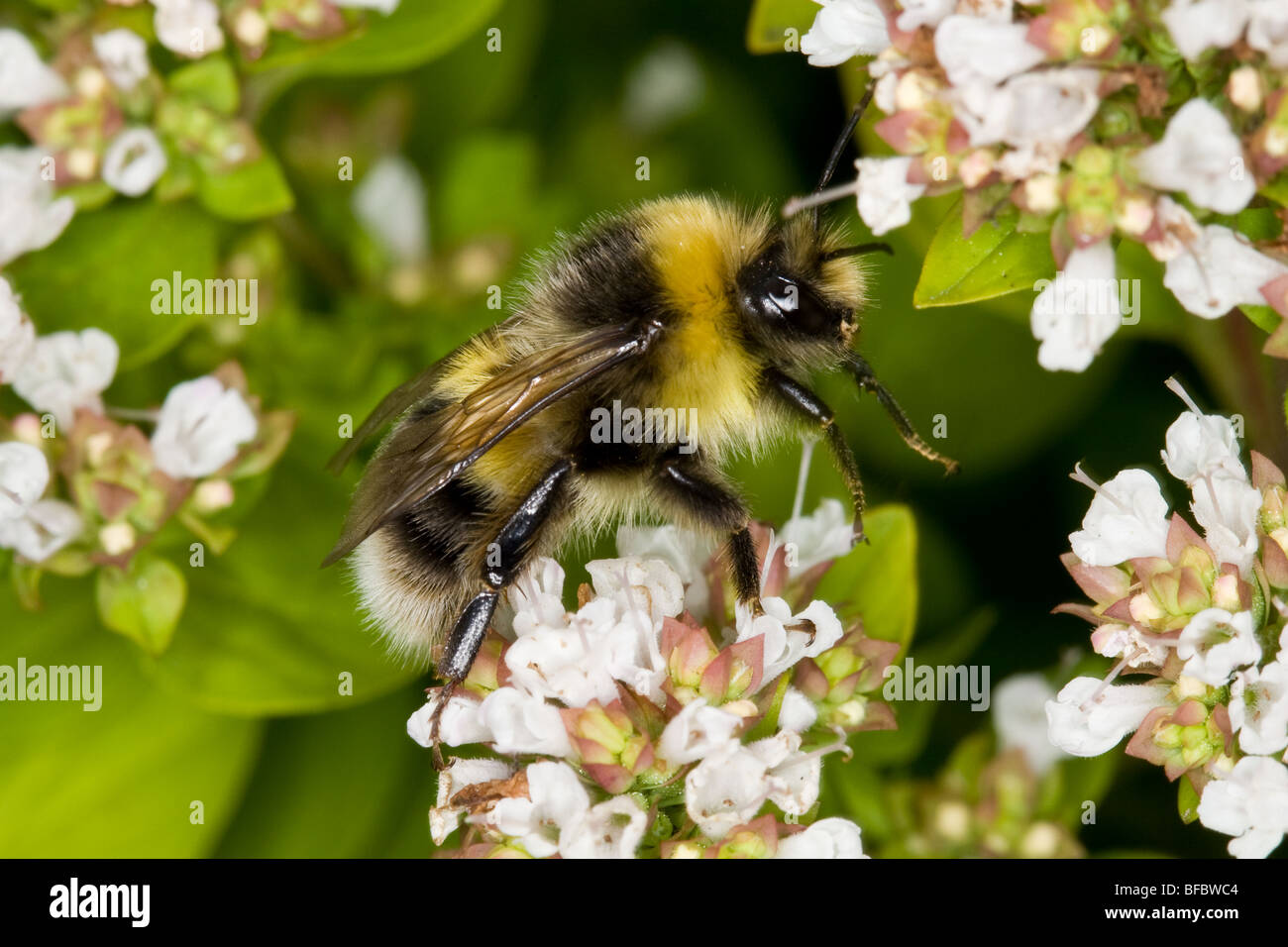 Le cerf mâle, Bumblebee Bombus lucorum Banque D'Images
