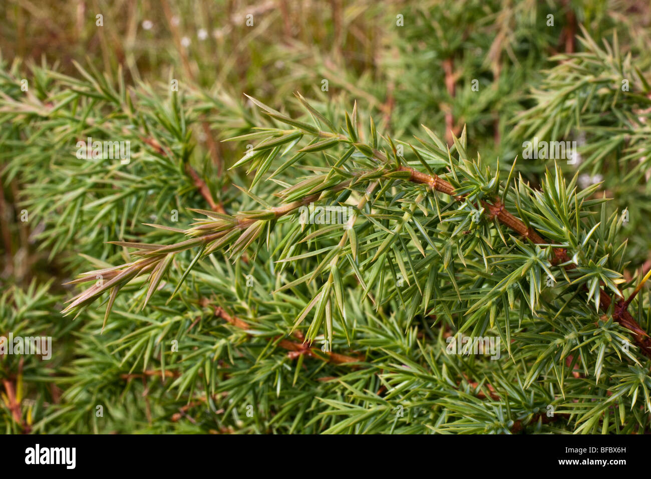 Genévrier prostré, Juniperus communis nana Banque D'Images