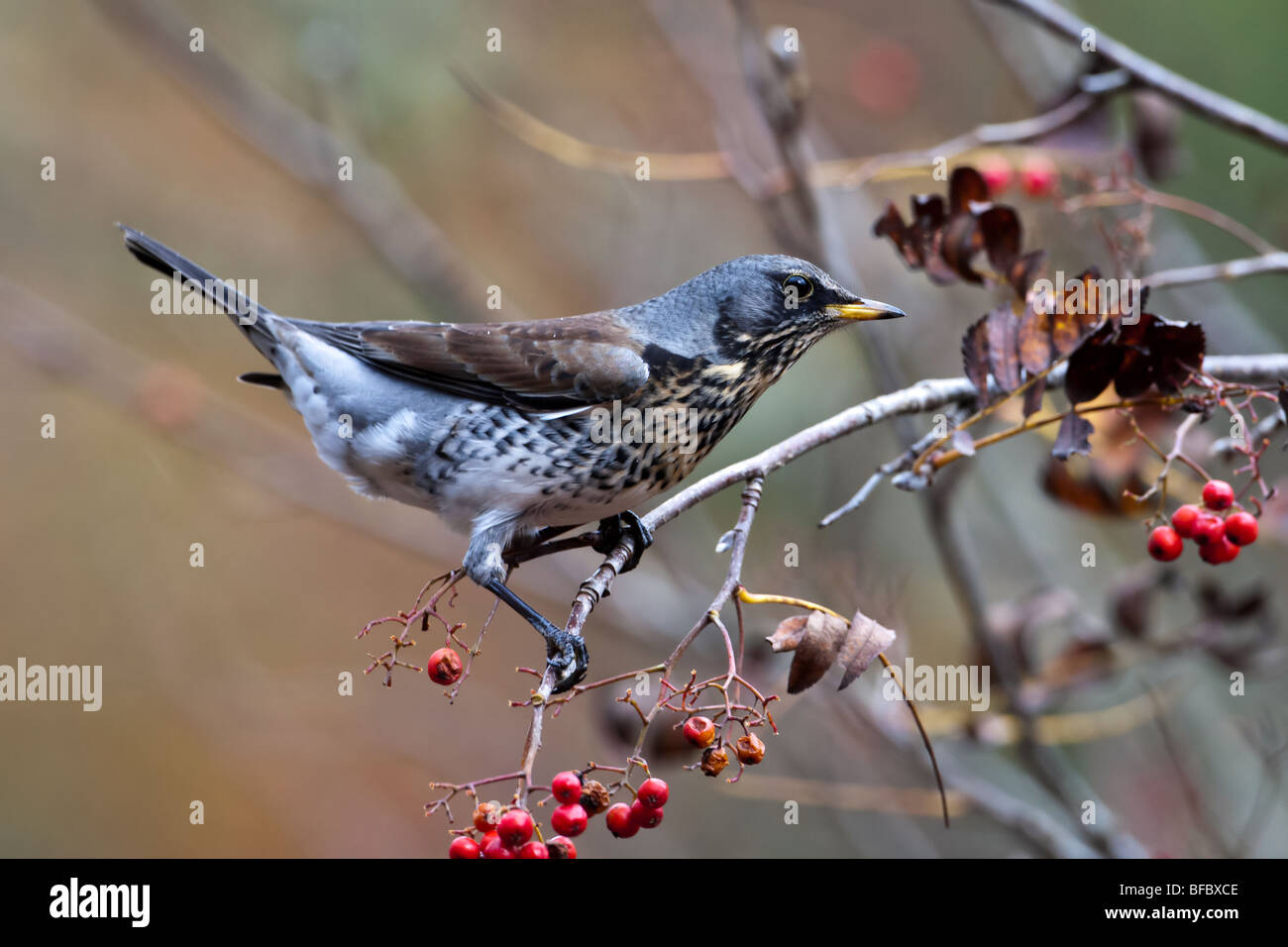 F Turdus Fieldfare, se nourrissant de baies Rowan en automne Banque D'Images