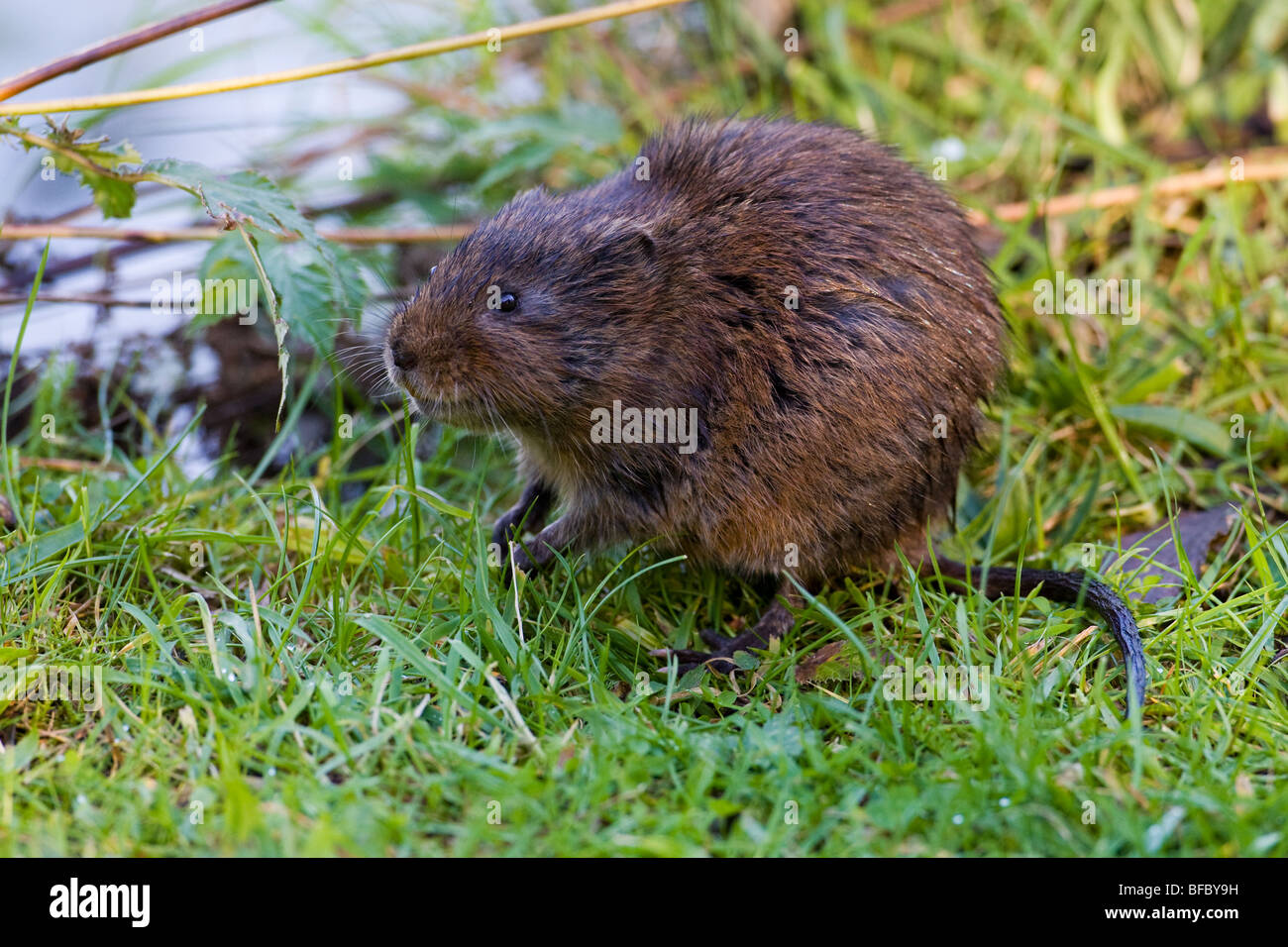Le Campagnol de l'eau Arvicola terrestris Banque D'Images