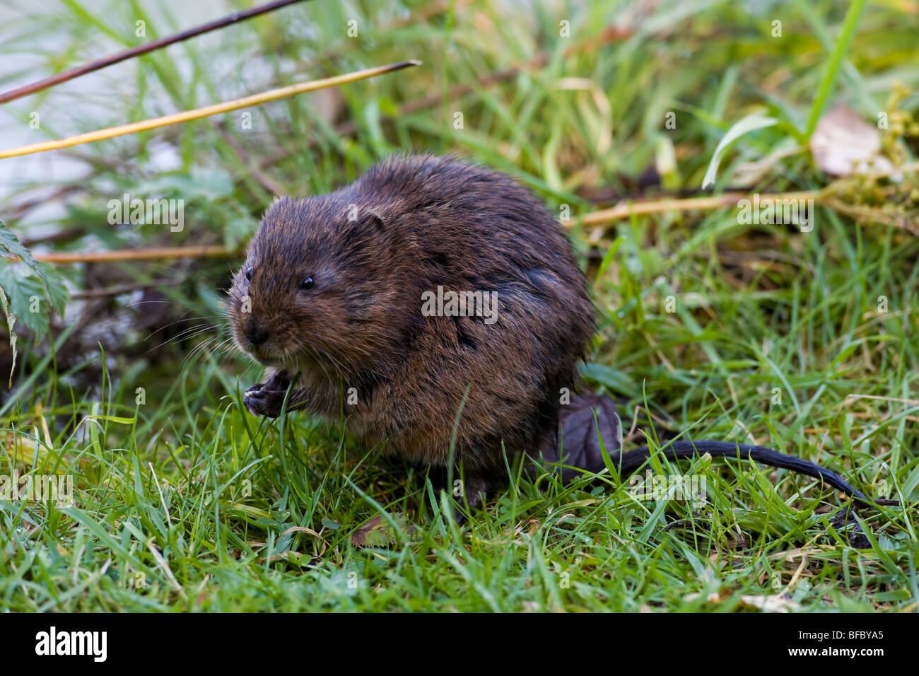Le Campagnol de l'eau Arvicola terrestris Banque D'Images