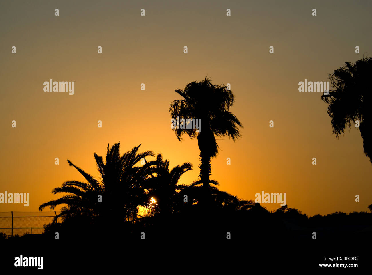 Palmiers au coucher du soleil plage vathia gonia également connu sous le nom de Sandy Bay Chypre ayia napa Banque D'Images
