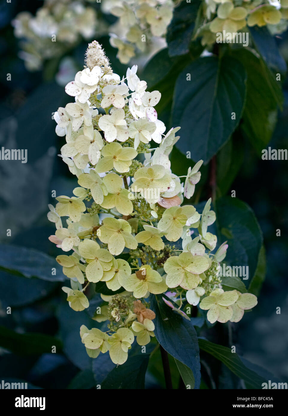 L'Hydrangea paniculata Tardiva Banque D'Images