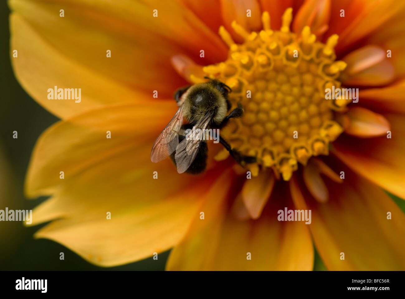 Bourdon la collecte du pollen d'un dahlia. Banque D'Images