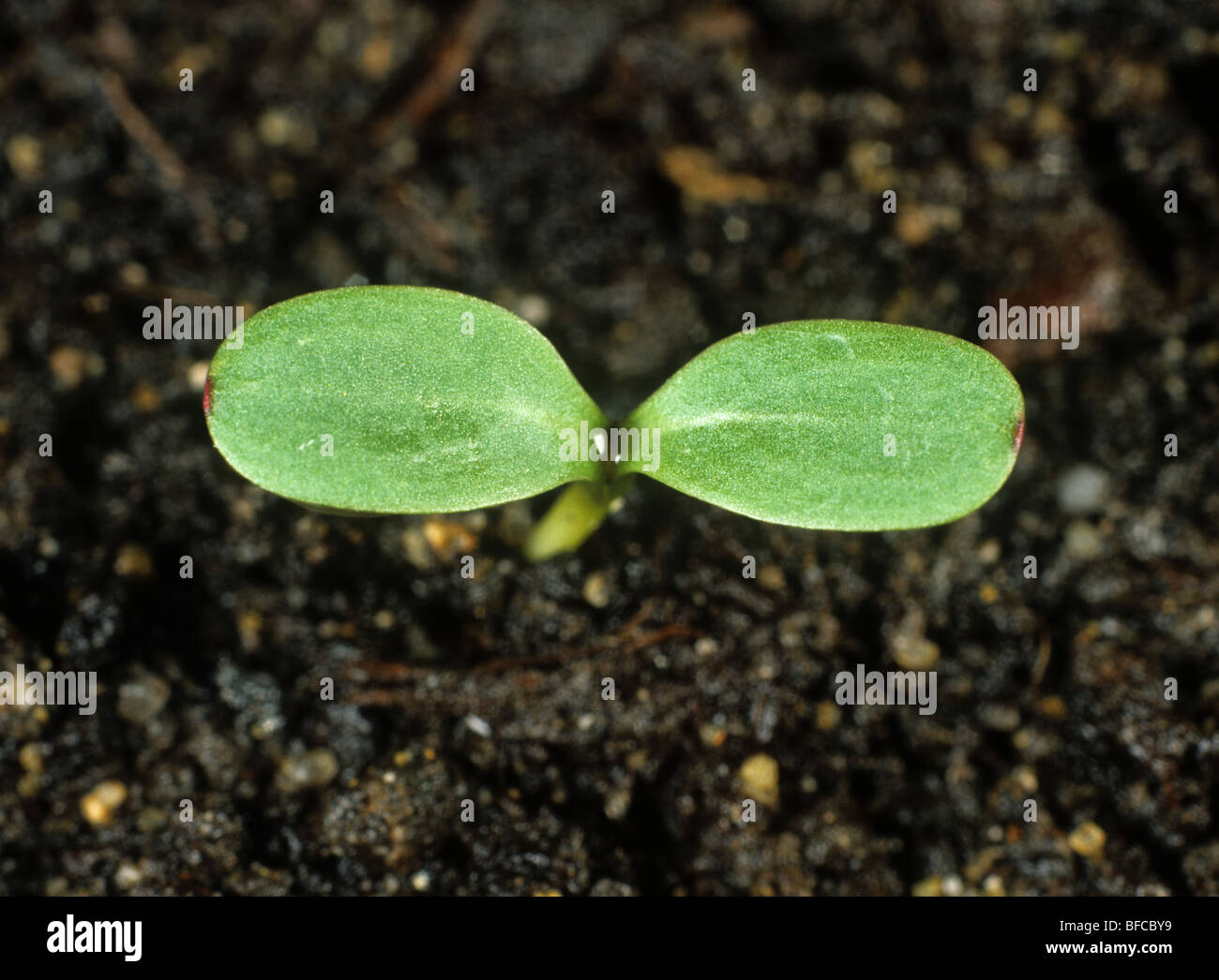 Le bleuet (Centaurea cyanus) avec des semis cotylédons ne laisse que Banque D'Images