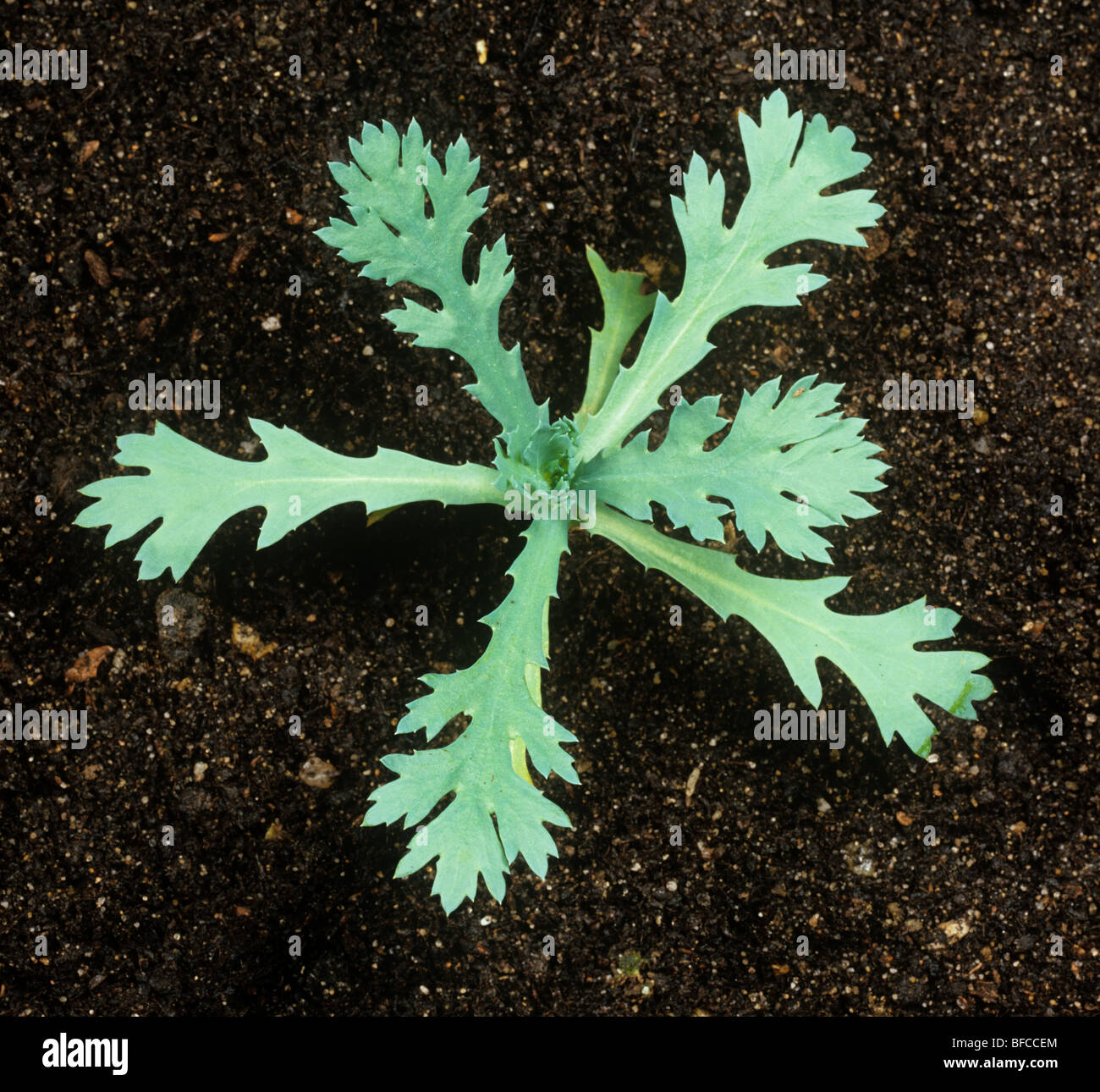 Marigold Maïs (Chrysanthemum segetum) jeune plant leaf rosette Banque D'Images