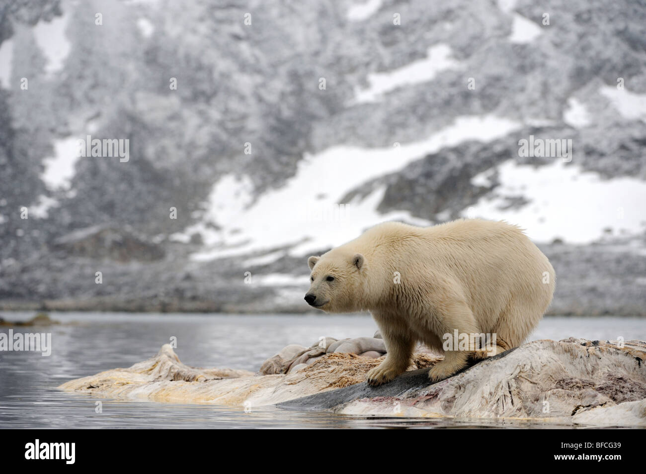 L'ours polaire (Ursus maritimus) Banque D'Images